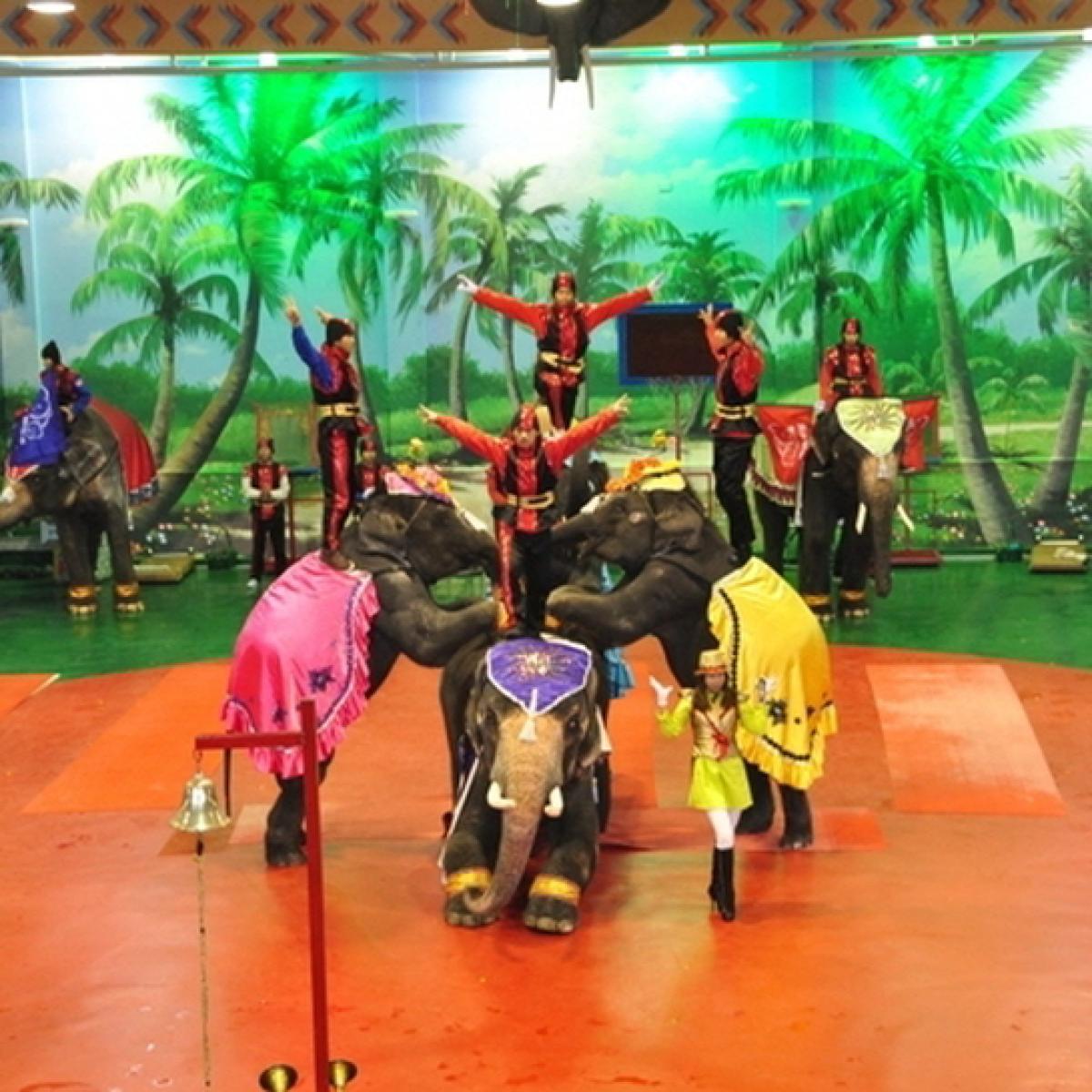 점보빌리지 코끼리 테마쇼