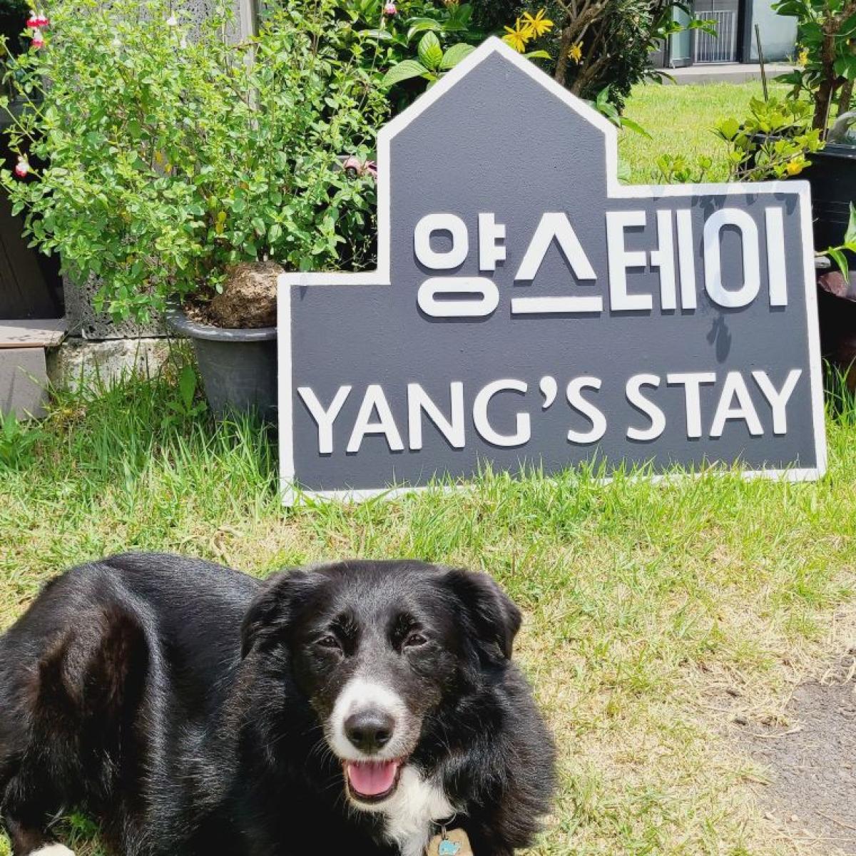 제주 양스테이