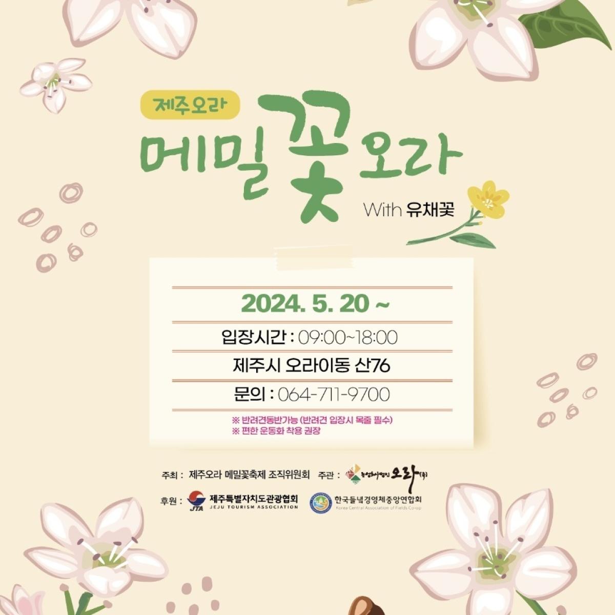 [2024 꽃축제] 제주오라 메밀꽃오라
