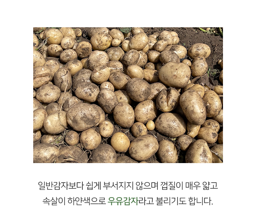 제주 오가닉스 산지직송 유기농 감자 대지마 알감자 상세