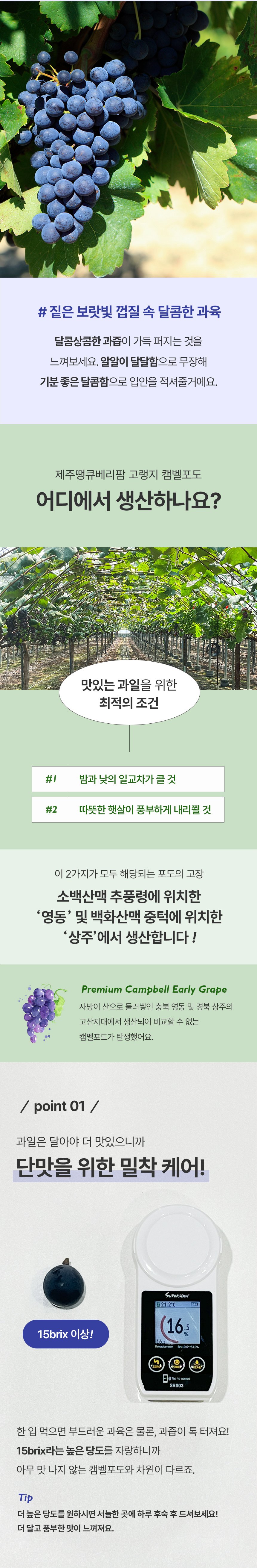 [제주땡큐베리팜] 달콤 산지직송 캠벨포도1kg.2kg 상세