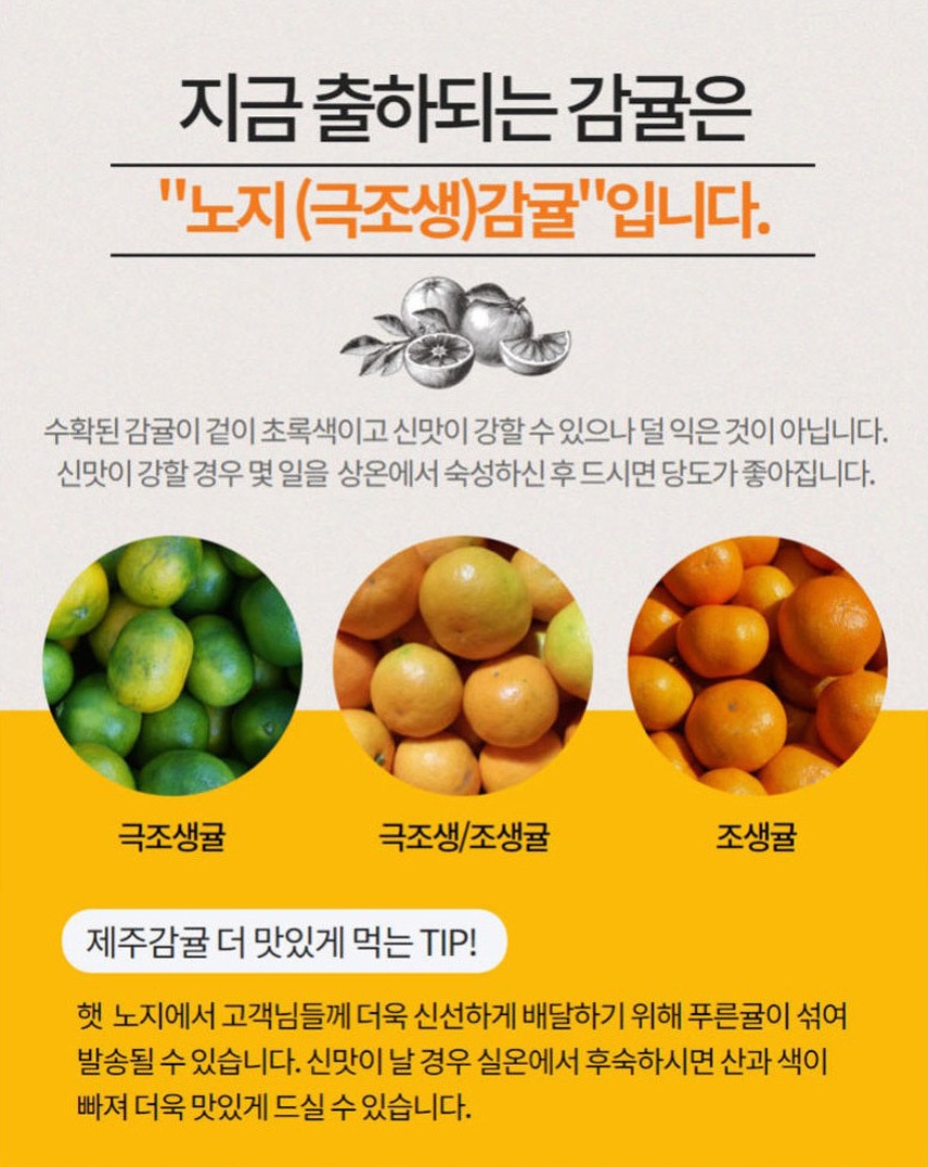 제주도 산지직송 노지감귤 3kg 5kg 10kg 상세