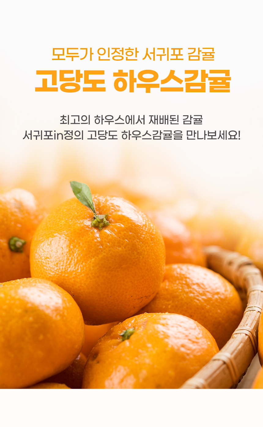 25년 제주 고당도 하우스감귤 2.5kg / 4.5kg