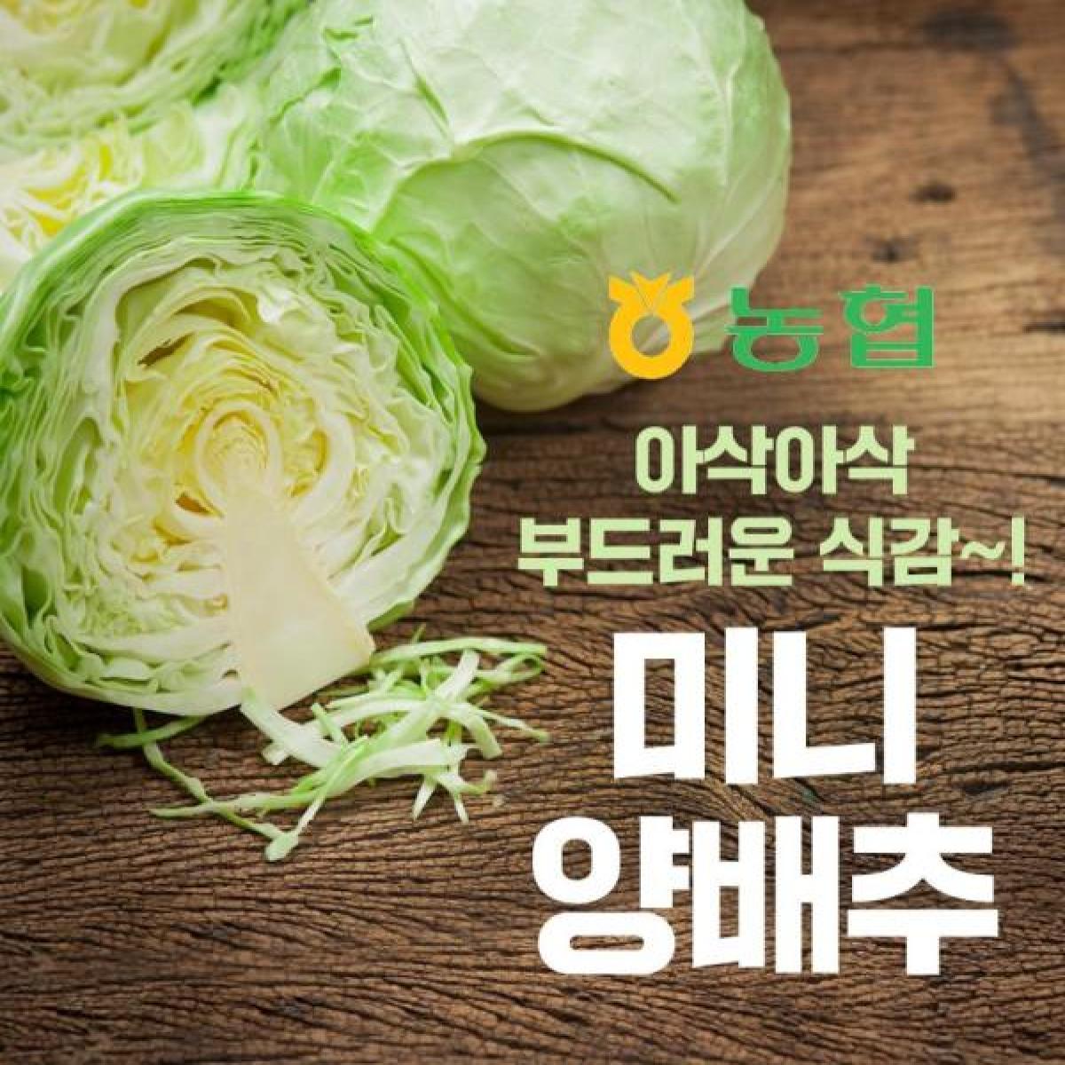 [제주농협] 미니양배추 3kg 4-5입