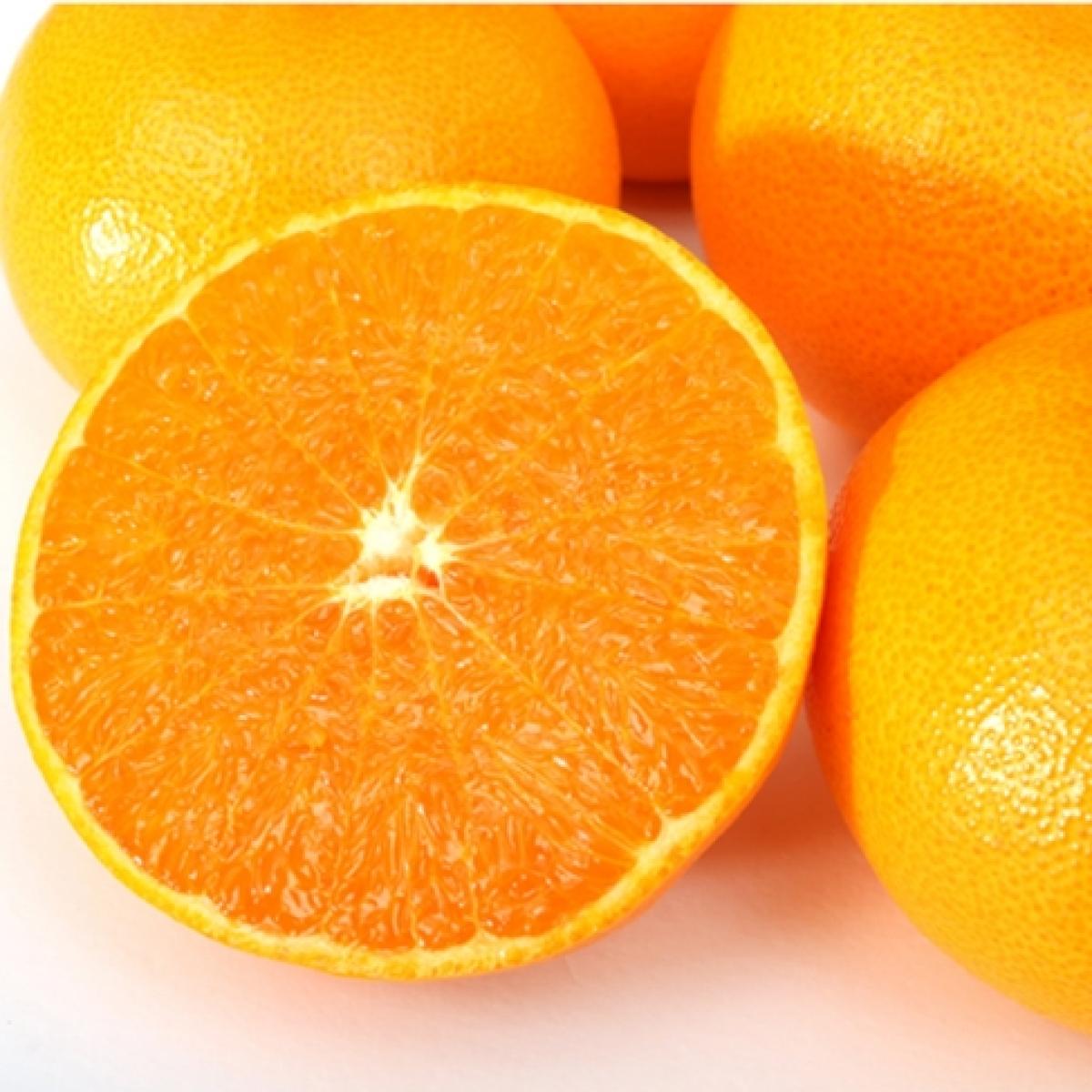 <현가원> 천혜향 3kg/5kg(선물용)