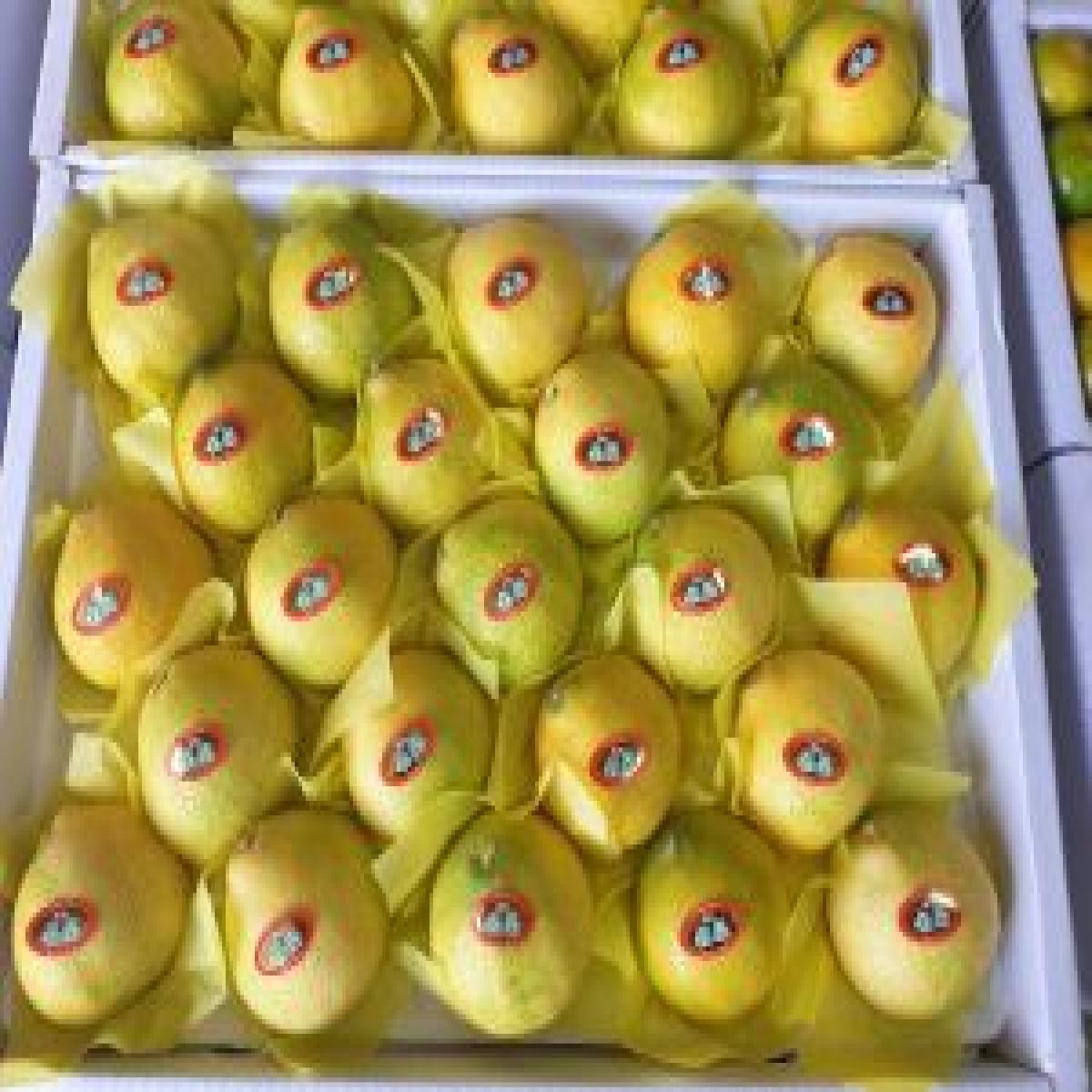가뫼물 최남단농장 황금향 3kg 5kg 선물