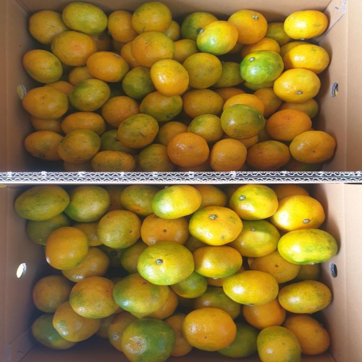 최남단농장 가뫼물 노지귤 5kg 10kg