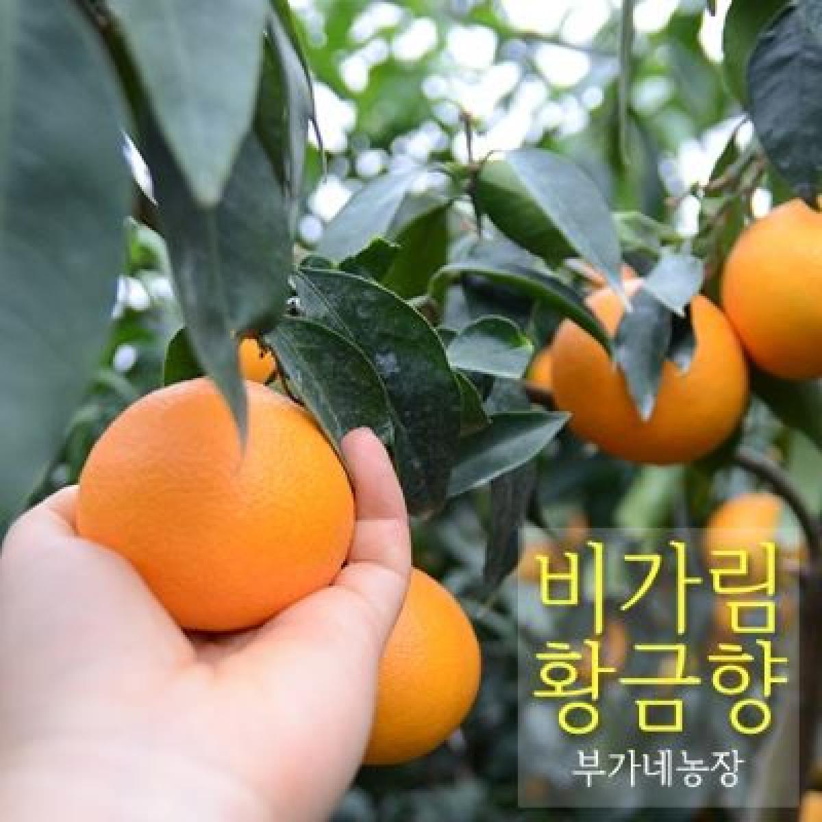 황금향 가정용 [비가림하우스]