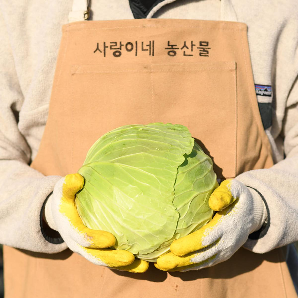 제주유기농 양배추 3kg 6kg(11/25~순차출고)