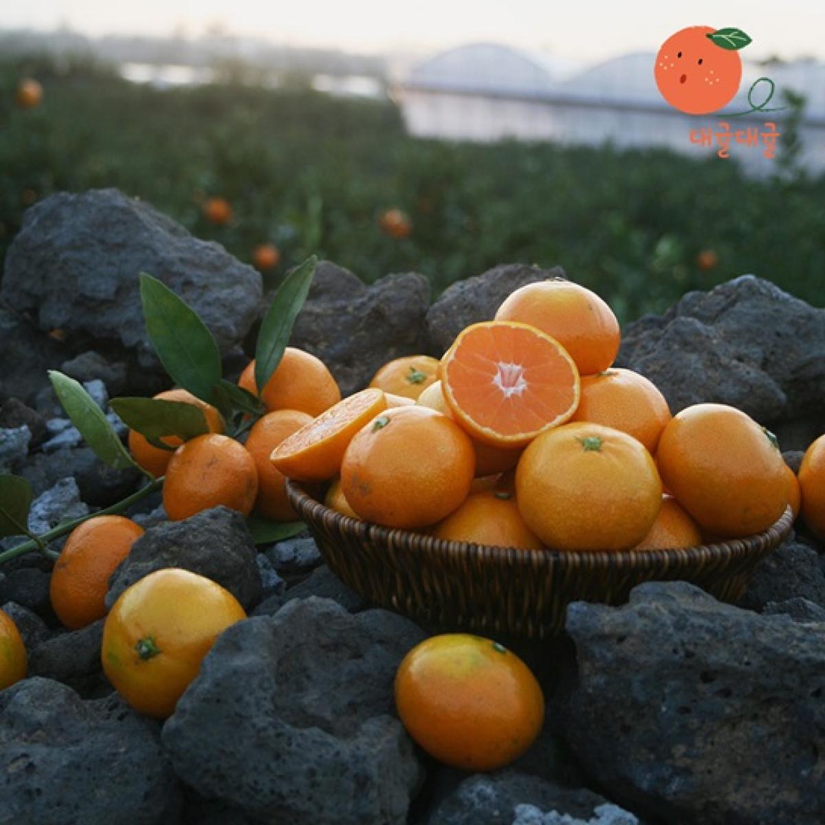 [대귤대귤] 제주 프리미엄 초당귤