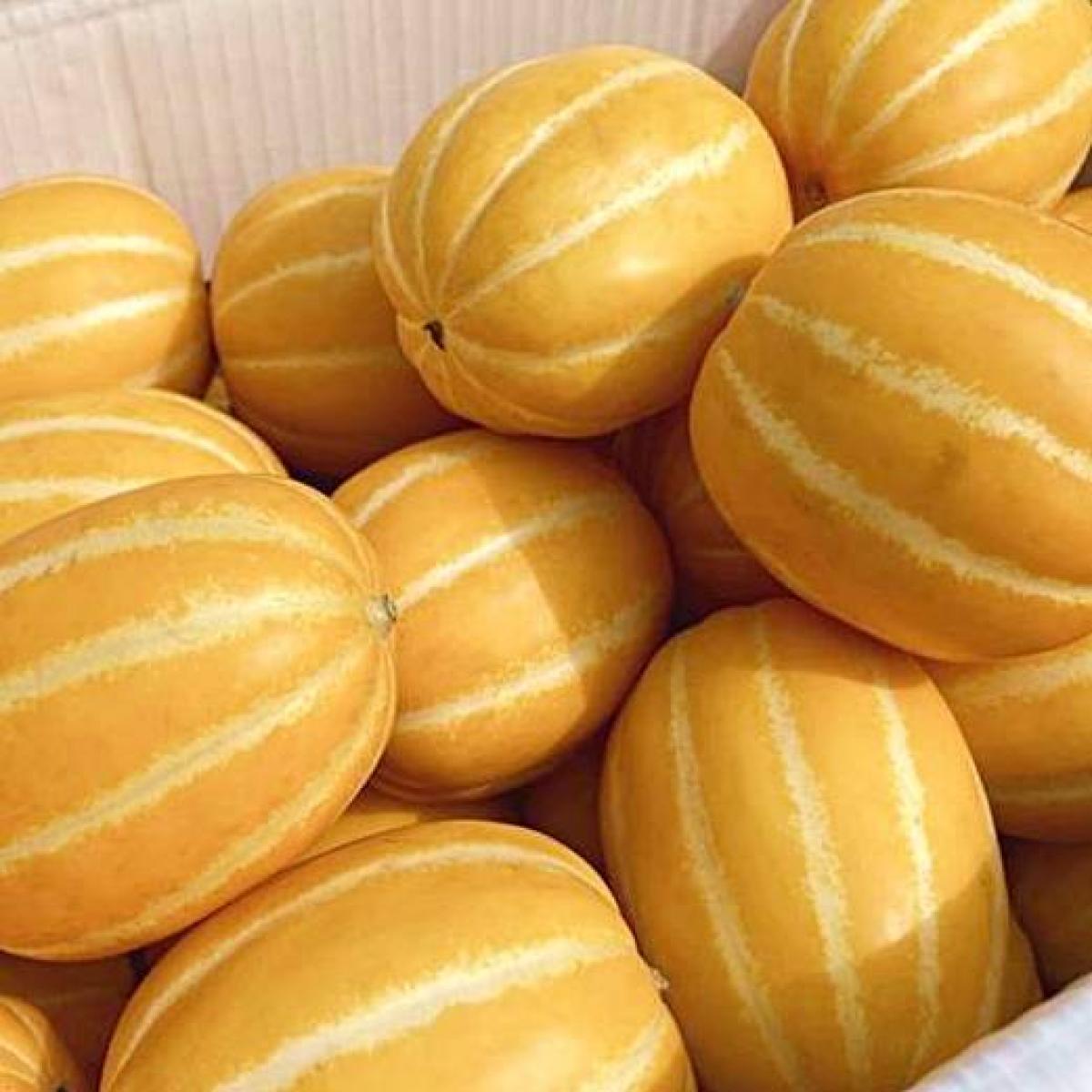 [고당도] 성주 꿀 참외 못난이 혼합과/대과 2kg~