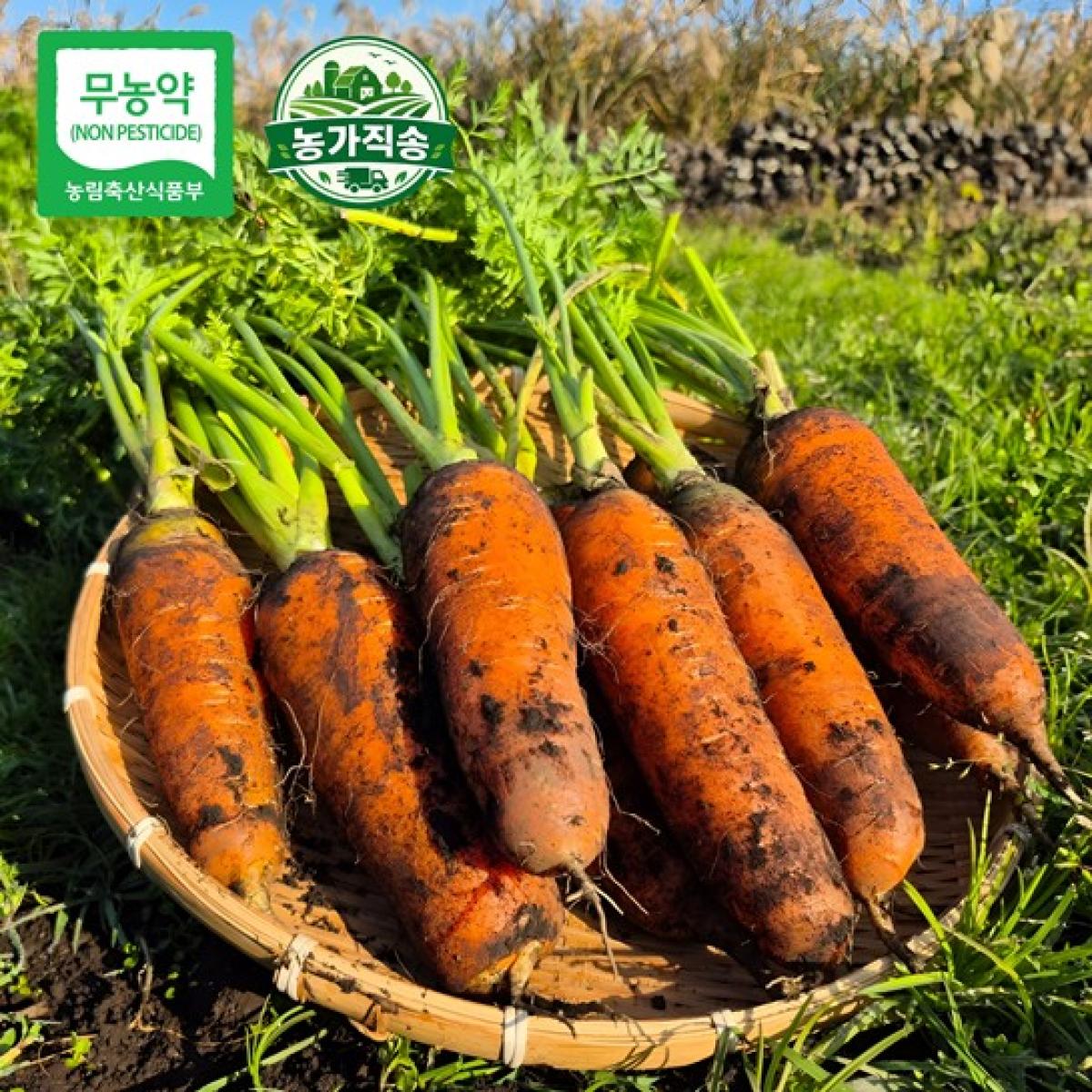 제주 제철 무농약 당근 농가직송 5kg·10kg