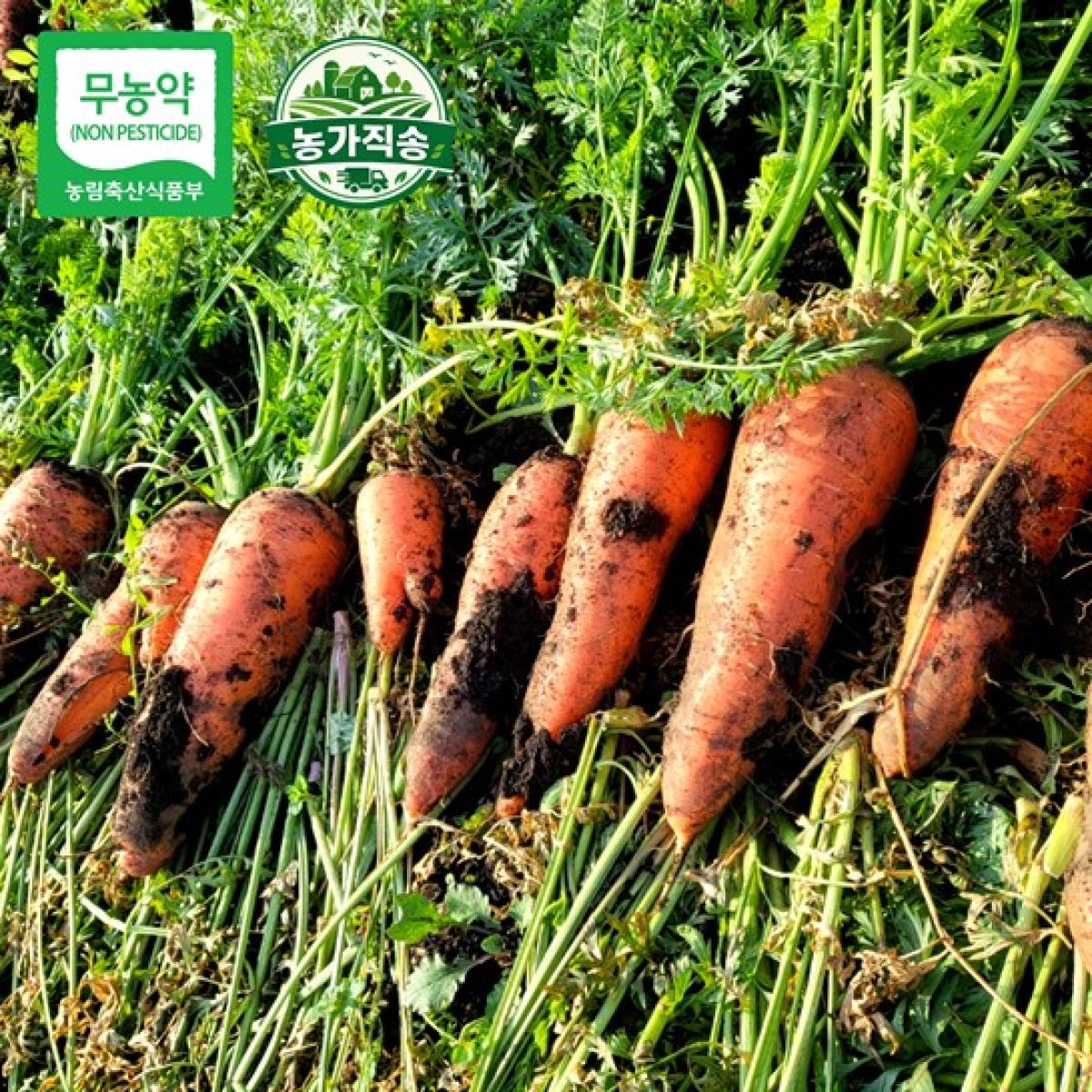 제주 제철 무농약 당근 농가직송 5kg·10kg
