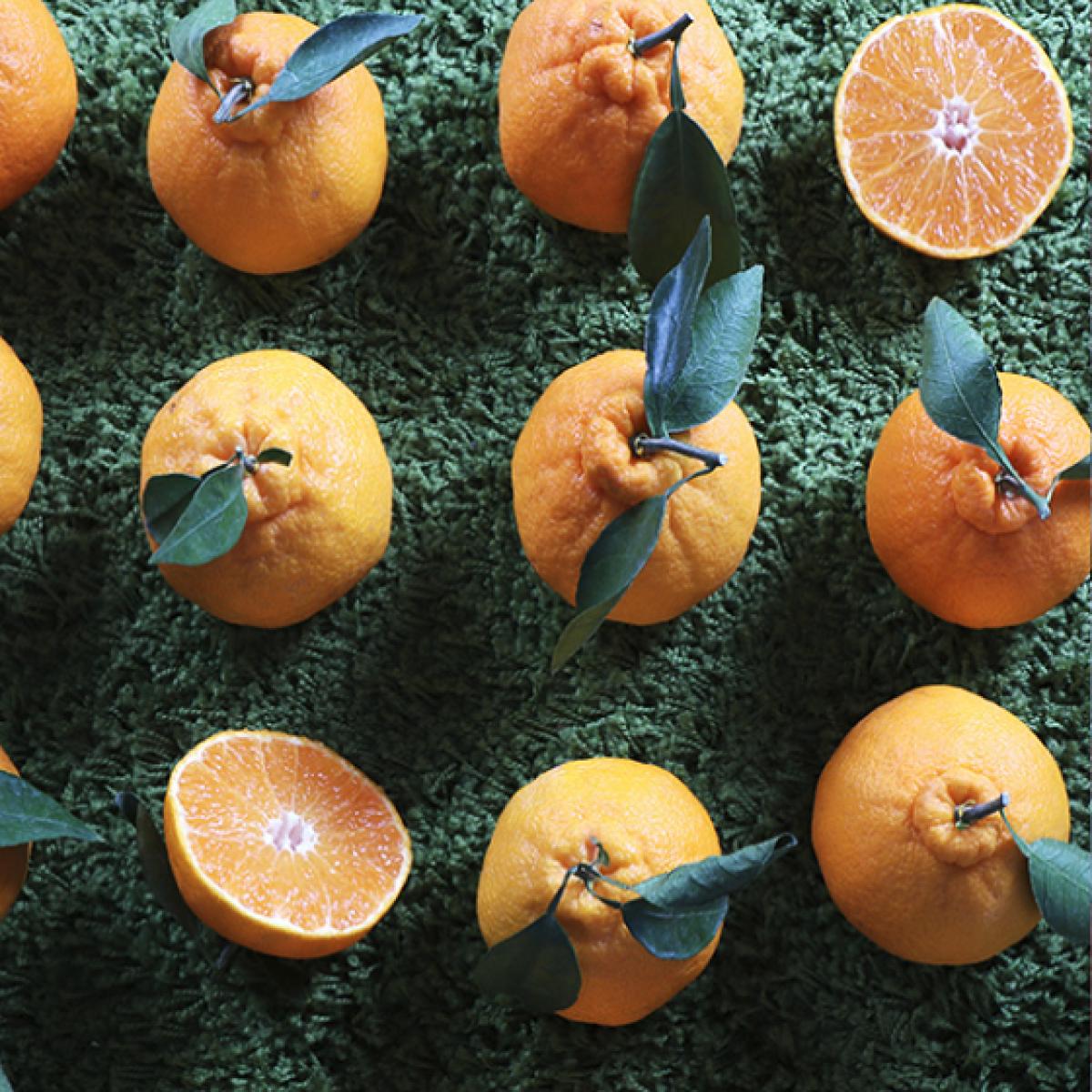 <현가원> 써니트한라봉(선물용) 2kg/3kg/5kg