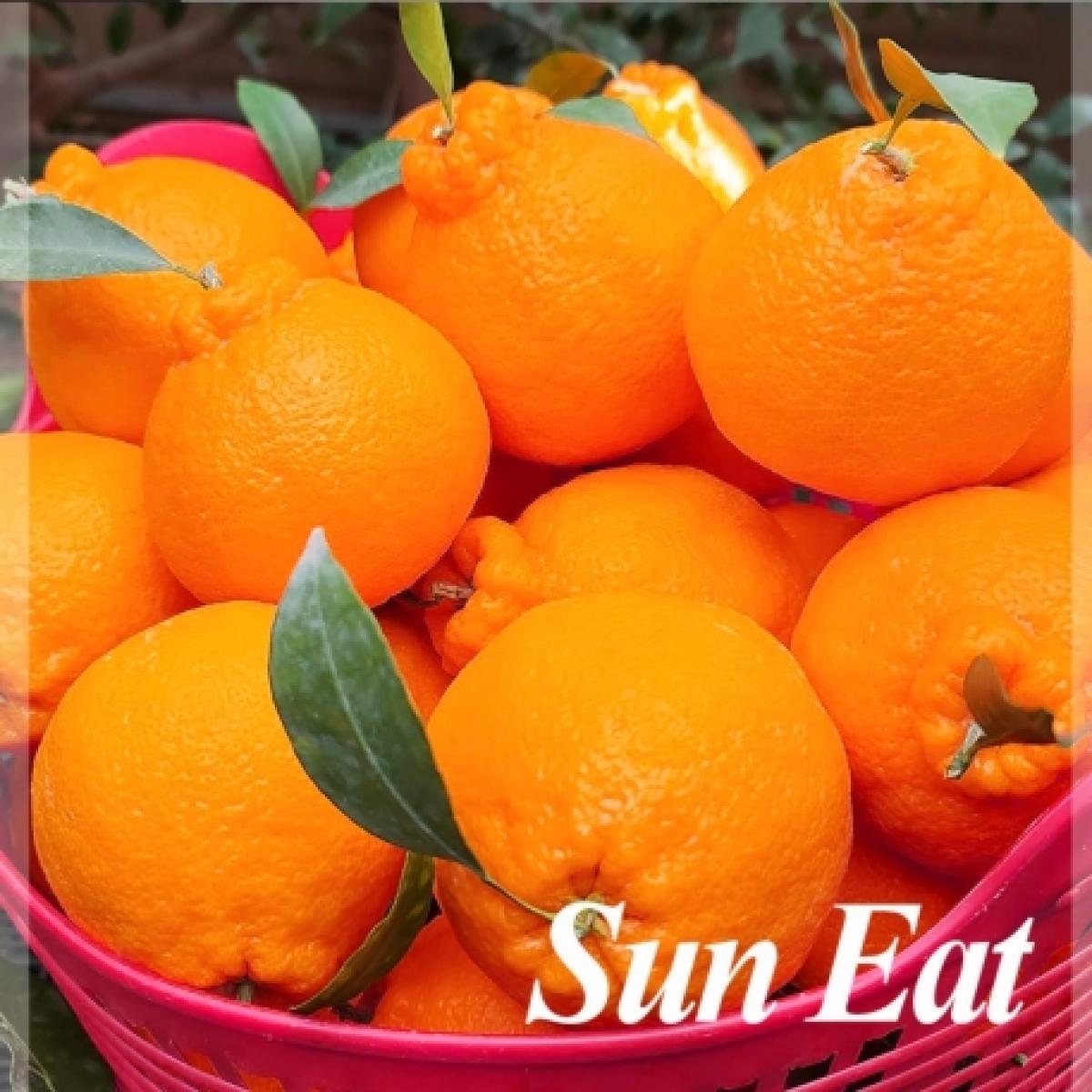 <현가원> 써니트한라봉(선물용) 2kg/3kg/5kg