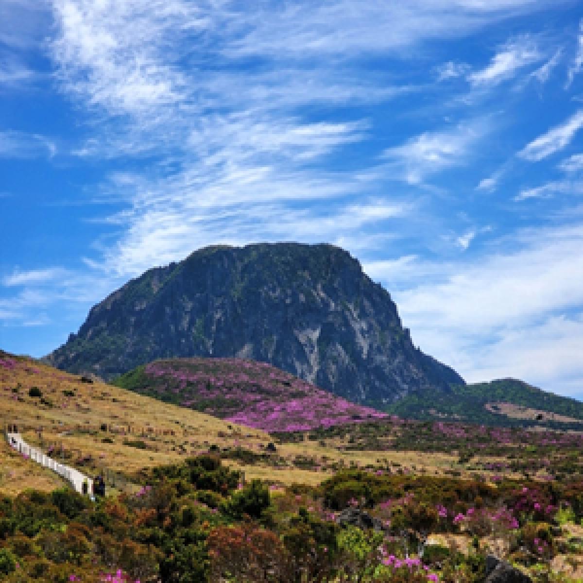 영지온기진액 100ml x 60포