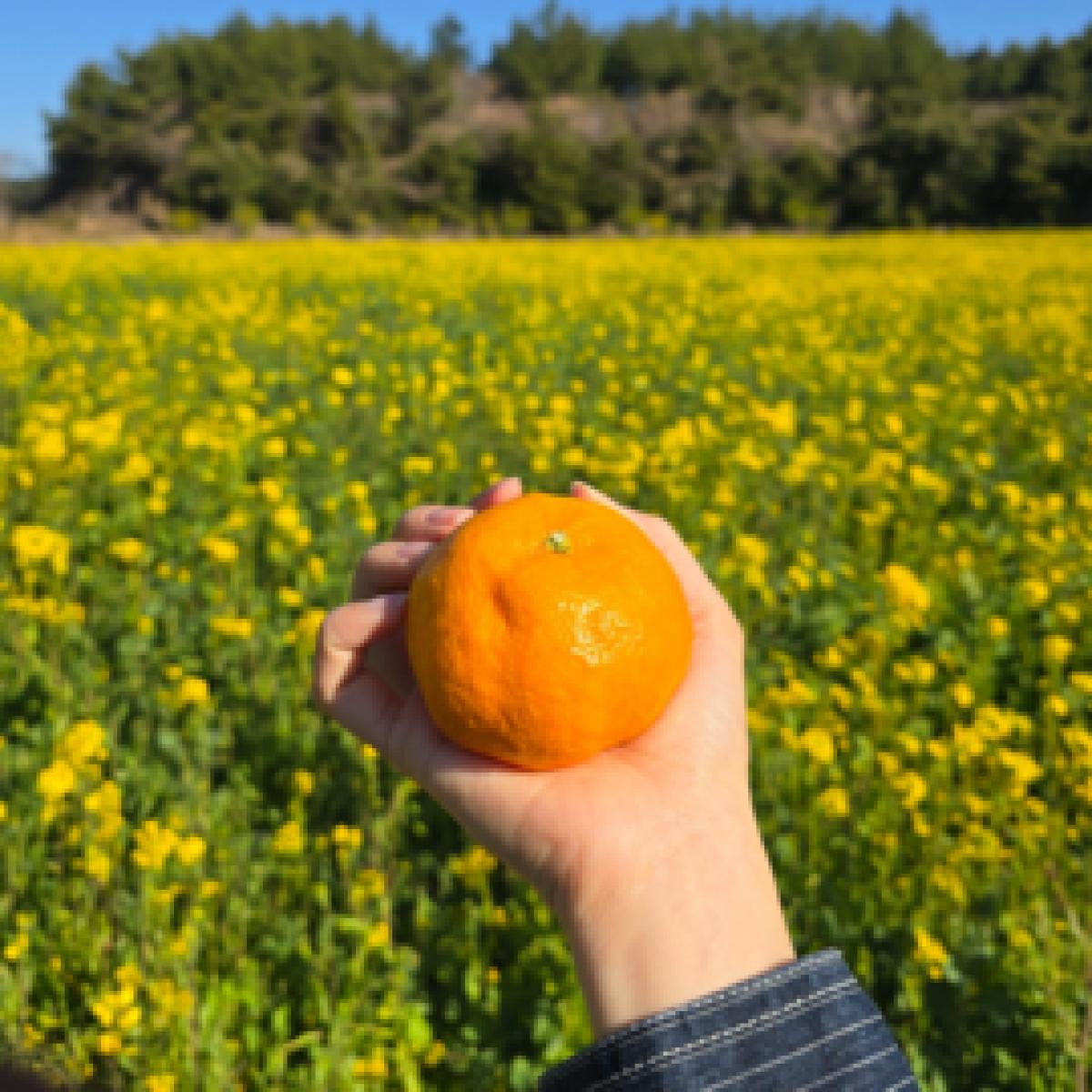 제주 수라향 아스미 설국향 3kg 5kg 10kg 산지